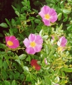 rosa palustris, palustris, rosa